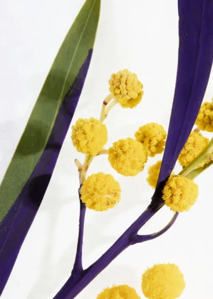 Fleur De Mimosa Eau De Toilette | & Other Stories Flash Sale